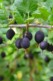 Ribes nidigrolaria 'Josta'