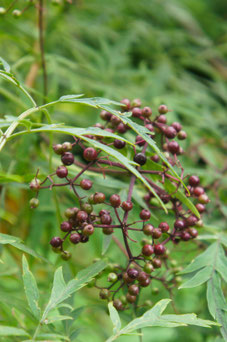 Sambucus nigra 'Laciniata'