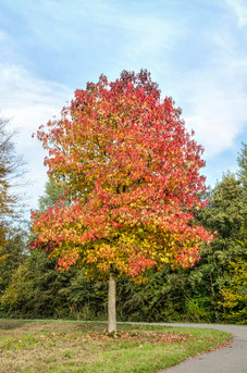 Liquidambar 'Paarl'