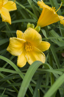 Hemerocallis 'Stella de Oro'