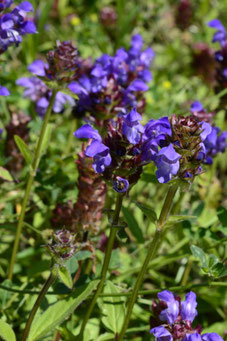 Prunella grandiflora 'Bella Blue'