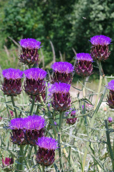 Cynara scolymus