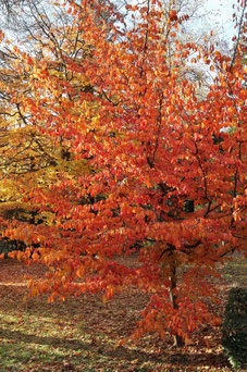 Parrotia persica