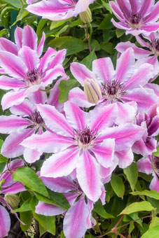 Clematis 'Nelly Moser'