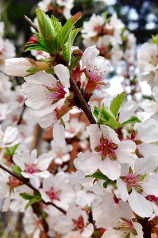 Prunus tomentosa