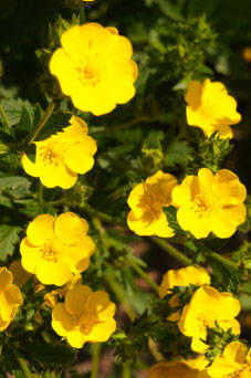 Potentilla aurea