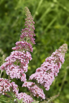 Buddleja davidii 'Pink Delight'