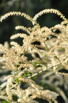 Aruncus dioicus 'Kneiffii'