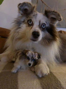 handgefilztes Sheltie Hundeportrait realistisch aus Wolle