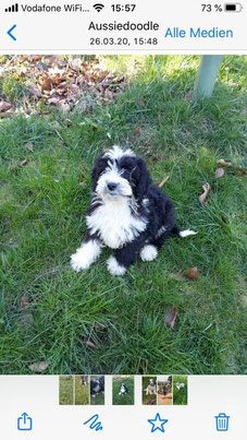 Teddy, Miniaussiedoodle 