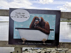 Nachdenklicher Affe in der Badewanne