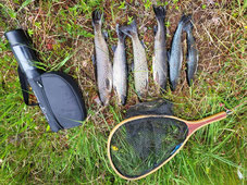 Lachse angeln in Norwegen, mittlerer Fluss, Meerforelle mit Blinker