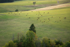 Harz