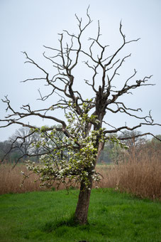 Rieselfelder Braunschweig