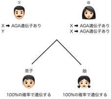 agaの遺伝②