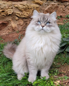 chat Siberien Suisse