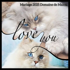 chat Sibérien yeux bleus