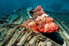 Tauchen Diving Fish Egypt  Scorpion