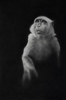 barbary macaque into the light drawing by french pencil artist Magali Lapeyre-Mirande macaque de barbarie dans la lumière dessin artiste dessinatrice