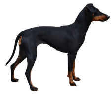 Manchester Terrier sitzend, Hund, Terrier, png