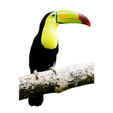 Image animaux detourée transparent sur fond blanc toucan toco png