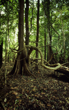 Amazonas-Regenwald