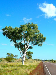 Eukalyptusbaum, Australien