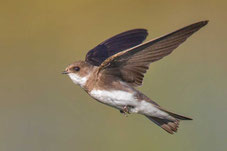 Uferschwalbe, Riparia riparia, Sand Martin