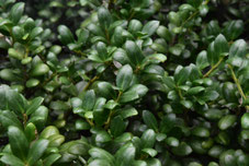 小さな葉っぱ,植物