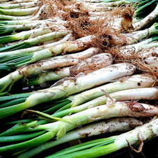 Calçots aus Valls - der spanische Spargel