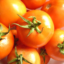 Tomatenschlacht auch auf Ibiza