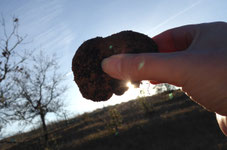 Black truffle hunting in Pergord