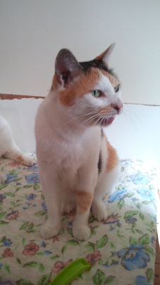 みつまめちゃん