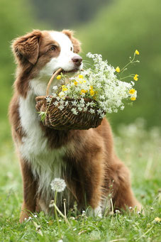 hund hunde hundefotografie hundefotograf tierfotografie tierfotograf münchen bayern