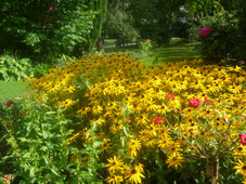 Sommerwiese Foto Heidrun Langer