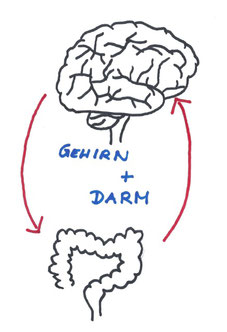 Gehirn + Darm 
