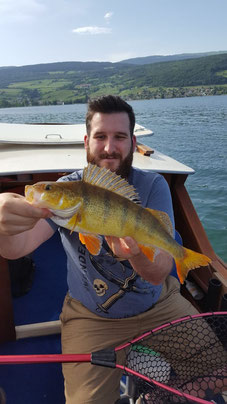 Egli, barsche, fischen, bielersee, angeln, hecht, fischerboot, guiding, finesse, perch, wobbler, Seefischer, Boot, Flussbarsche, Flachwasser