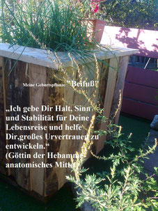 spagyrische Pflanze Nr.: 12 Beifuß (Artemisia vulgaris)