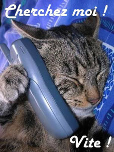 abri et gamelle pour chat dehors Image