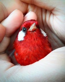 He sat on our terrace when Andrea and I went to Llano Grande. When I approached to him he just stayed. Even when I touched him. I took him carefully in my hand & Andrea gave him water. A couple of minutes later he flew away as if nothing happened.