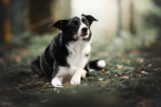 Snow border collie