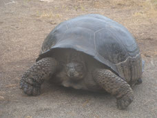 Hoe ziet een tour eruit op de Galapagos? 