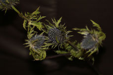 Phytotherapie, Kräutertherapie, Pflanzenheilkunde, Pflanze