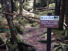 苔の森　ニュウ　登山