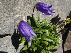 八ヶ岳　高山植物　ガイド