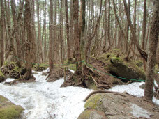 八ヶ岳　ニュウ　残雪期　登山　ガイド