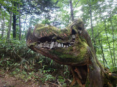 蝶ヶ岳　ライチョウ　登山　ガイド