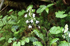 苔の森　ネイチャートレッキング　ツアー