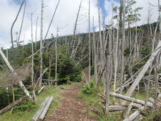 縞枯山　登山　ガイド