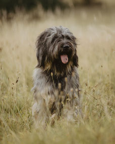 Karlos aus dem Dolberger Holz